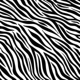 Zebra - Aintap